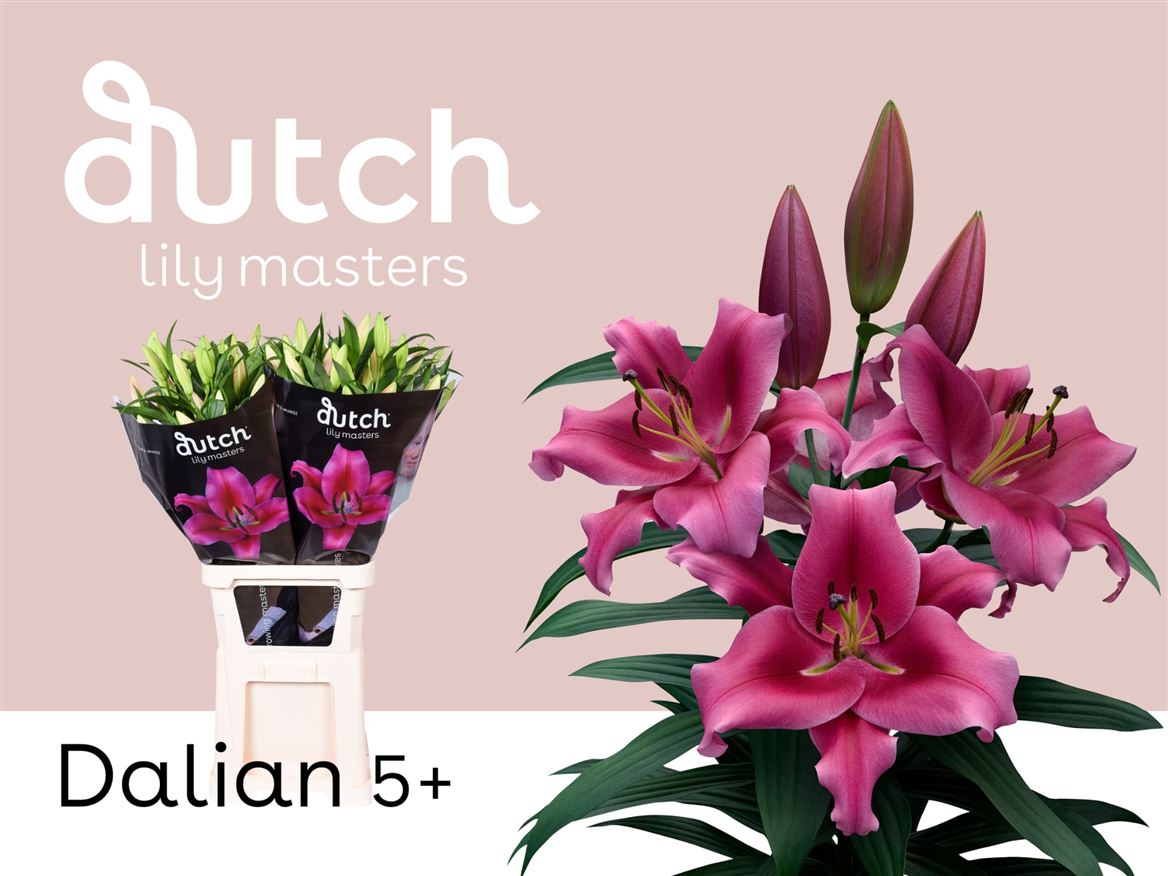 Lily Oriental Dalian 90cm 4+