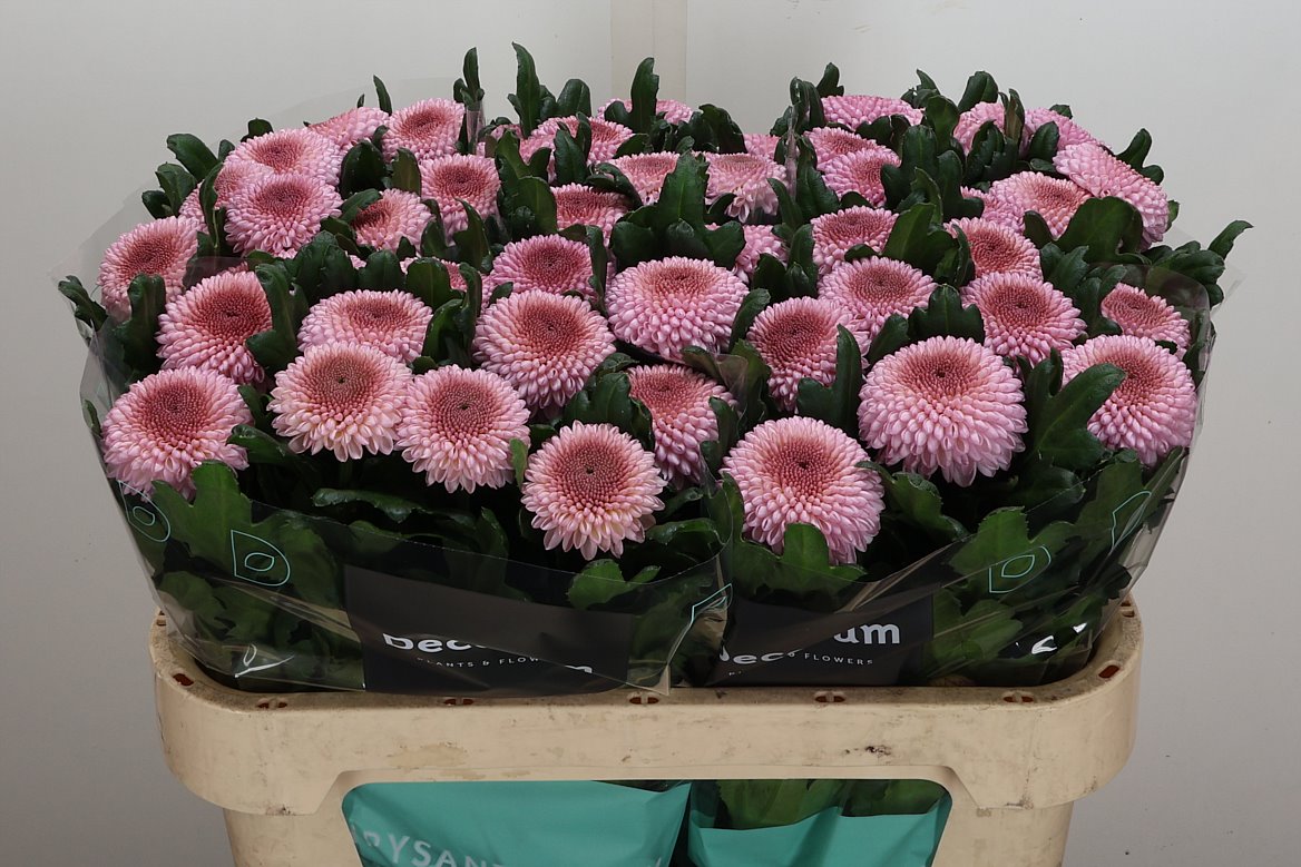 Chrysanth Single Momoko 70cm 80gr.