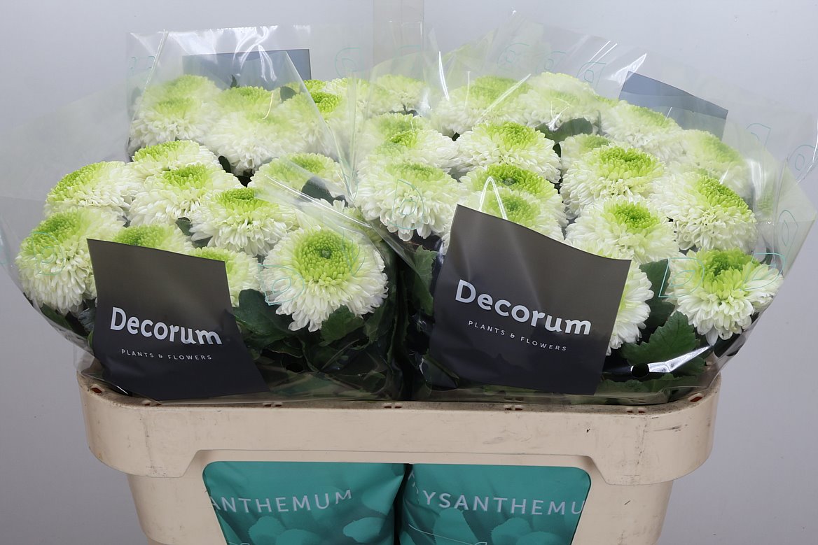 Chrysanth Single Alibaba 70cm 70gr.