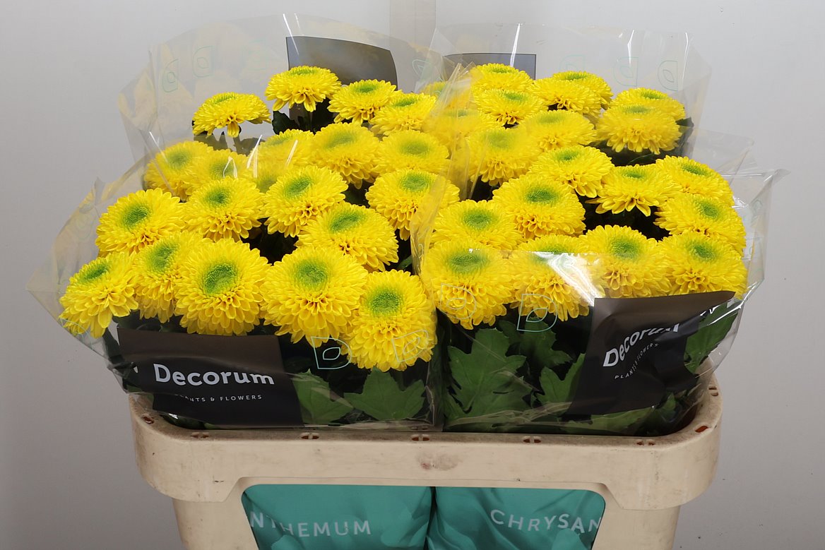 Chrysanth Single Brasiliana 70cm 85gr.