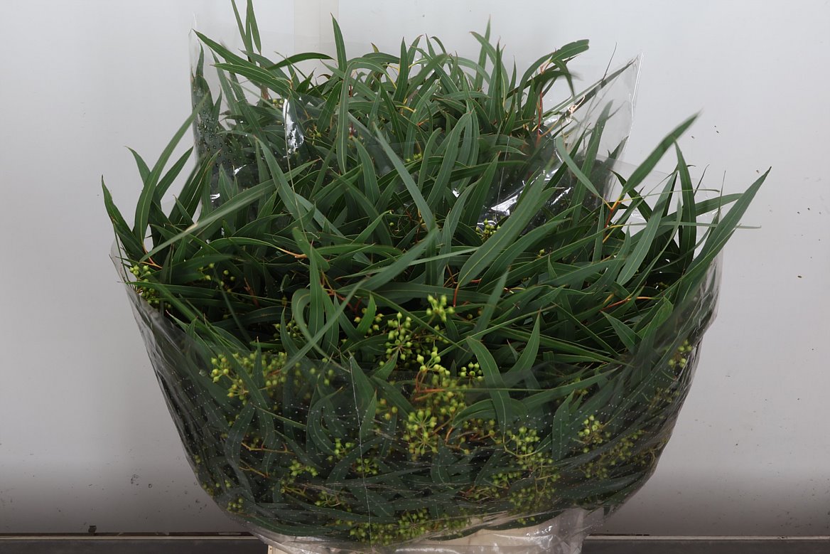 Eucalyptus Exotica Per Bunch 70cm 300gr.