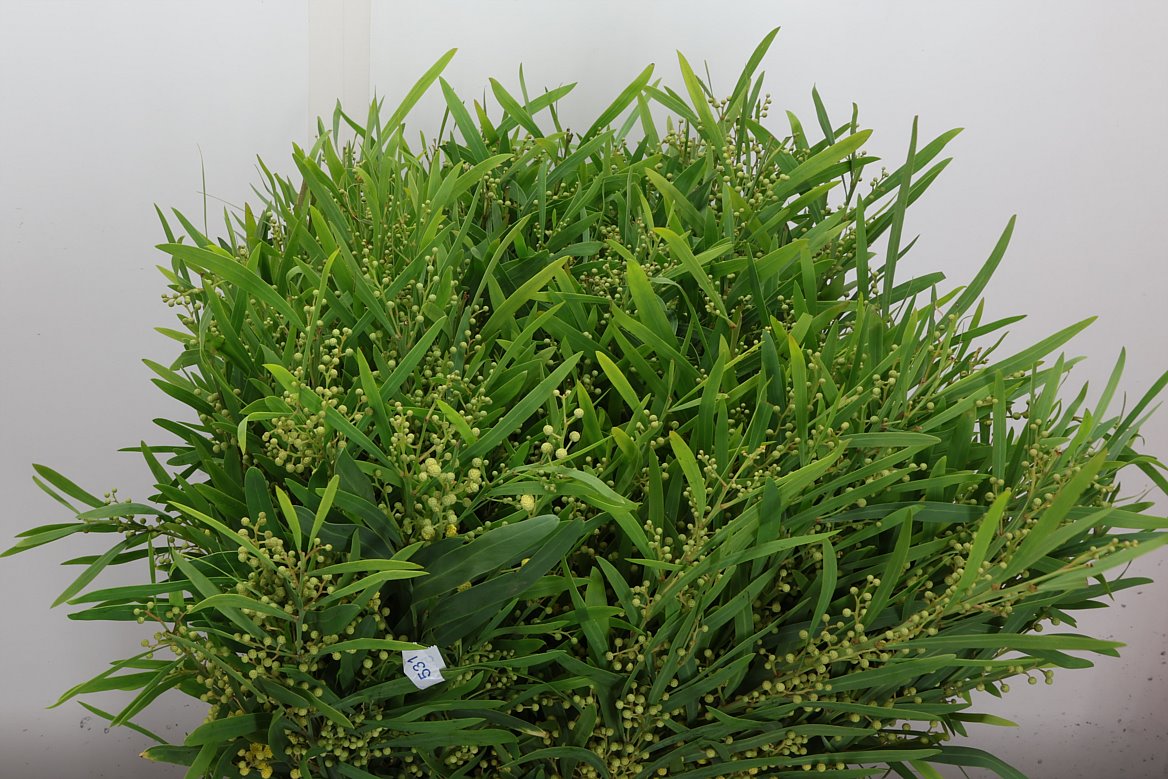 Acacia Retinodes Bs 60cm 200gram