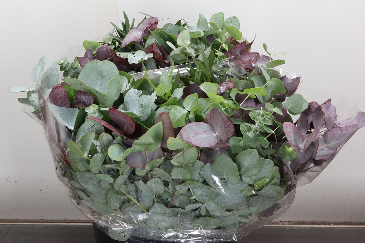 Eucalyptus Mix Per Bunch 50cm 150gr.