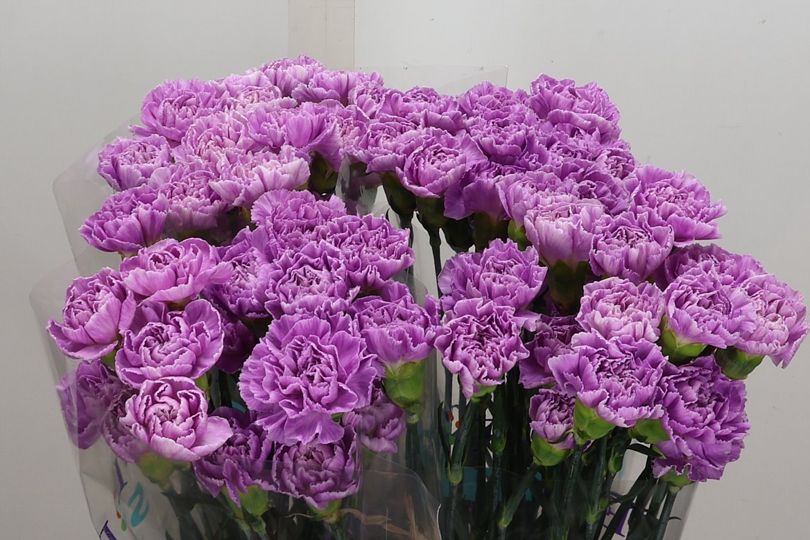 Dianthus Single Florigene Moonaqua 70cm