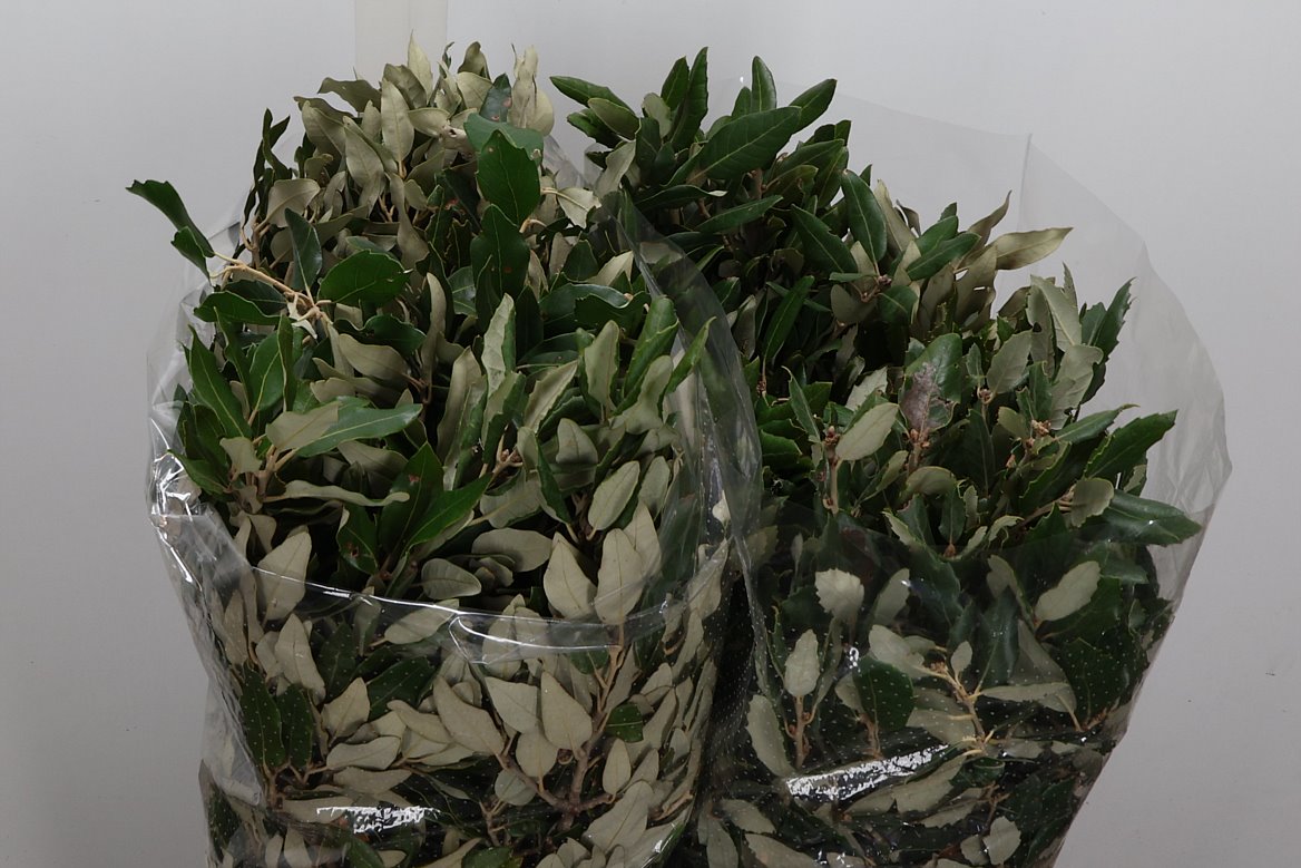 Quercus Per Bunch (OAKLEAVES) 50cm 400gram