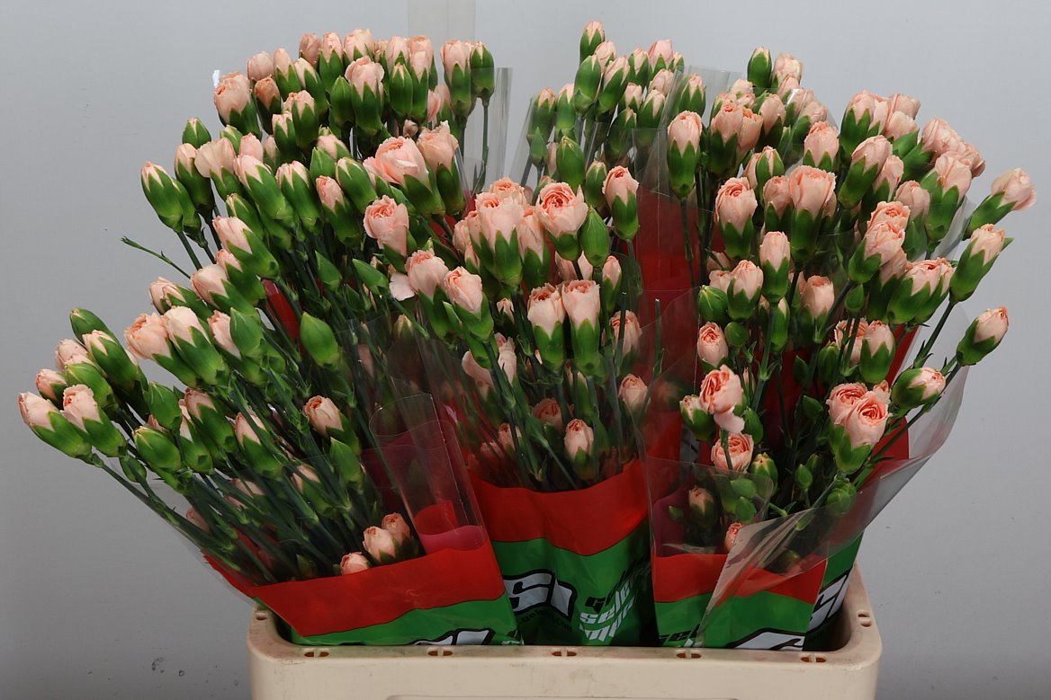 Dianthus Spray Hamada 60cm