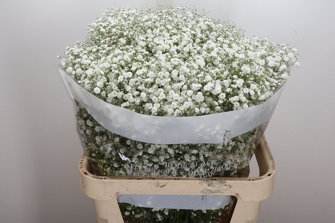 Gypsophila Xlence White 80cm 40gram