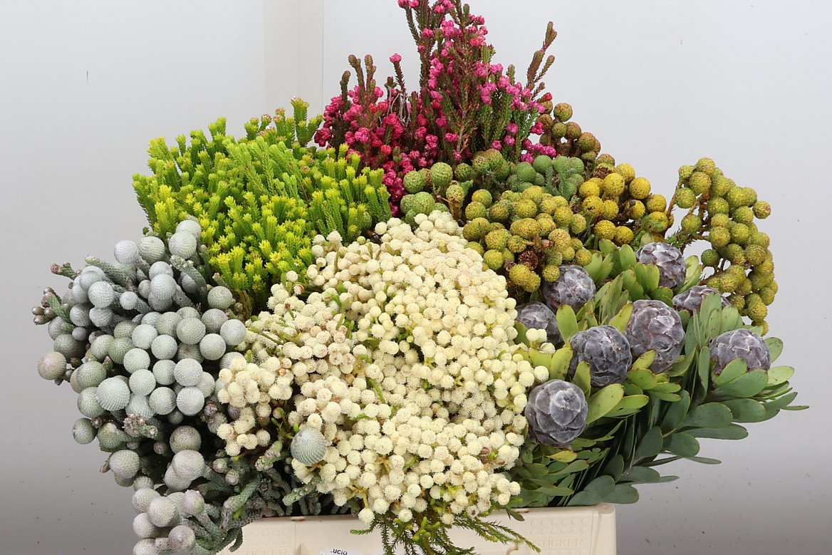 Brunia Cape Mix Bunch 40cm