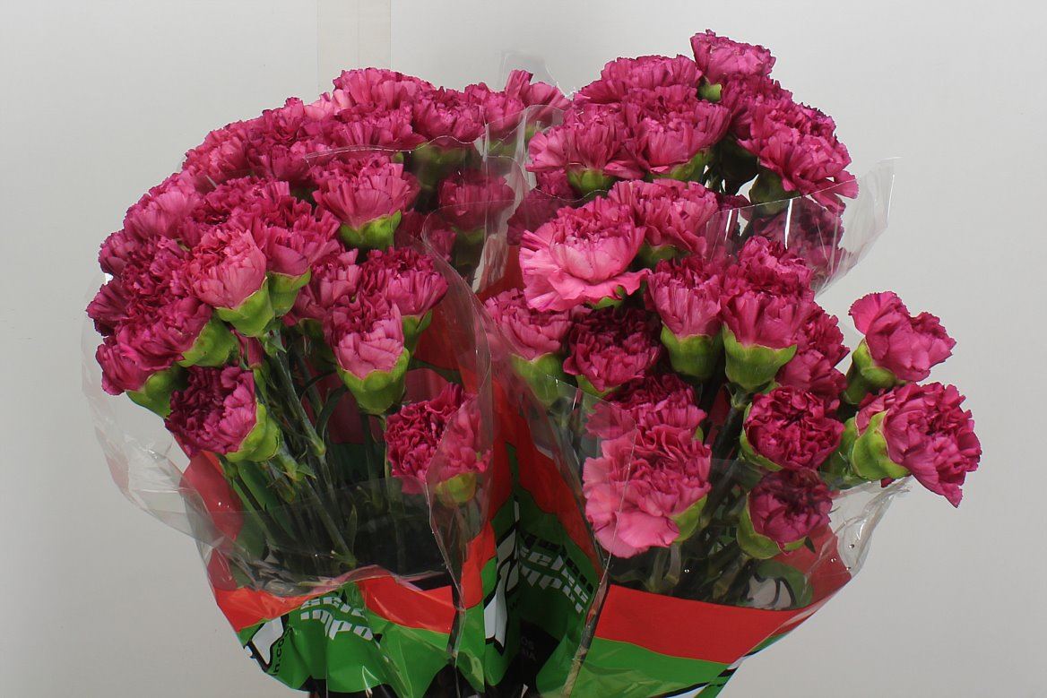 Dianthus Single Bernard 70cm