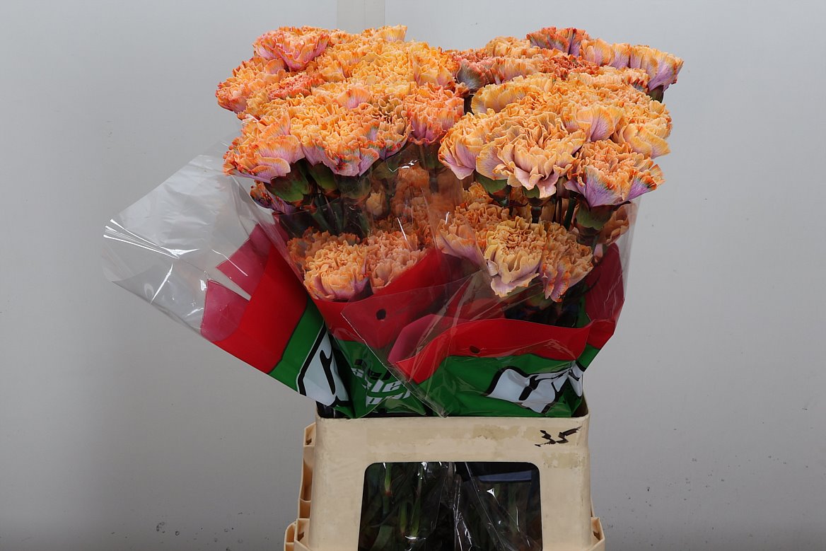 Dianthus Single Conan 65cm