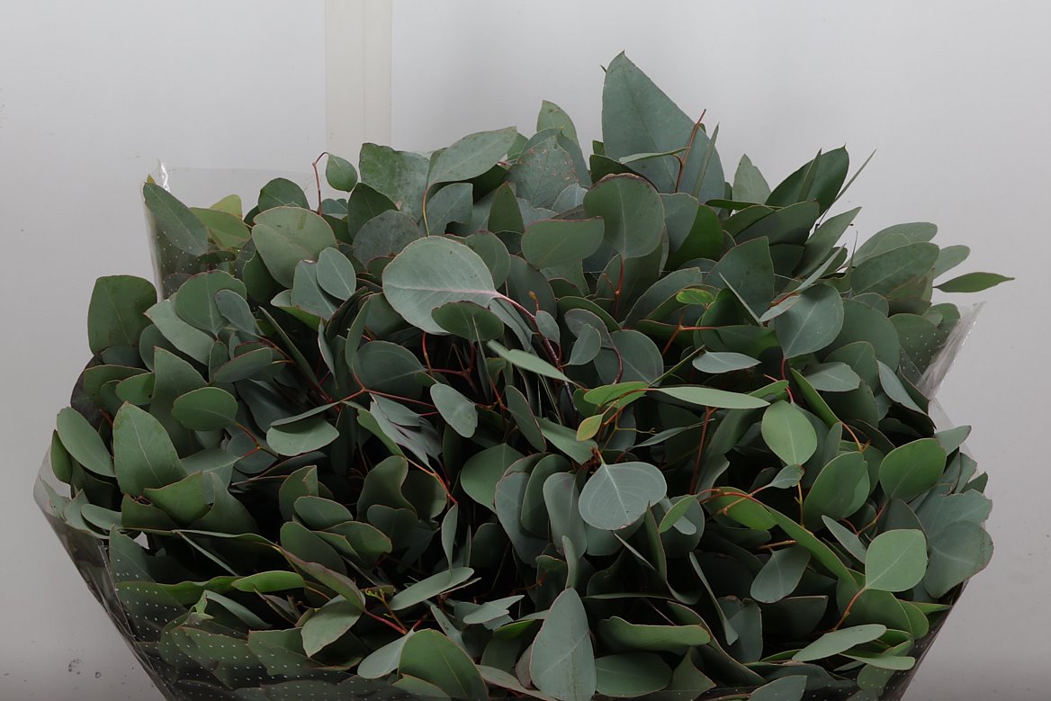 Eucalyptus Polyanthemos Per Bunch 50cm 400gr.
