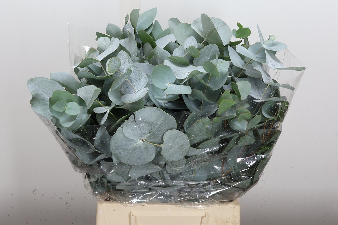 Eucalyptus Cinerea Mini Per Bunch 45cm 150gr.