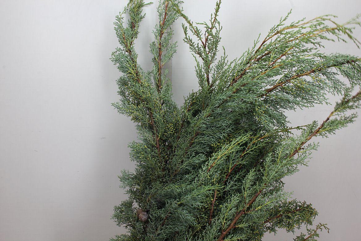 Cupressus Arizonica Glauca Per Kilo 60cm