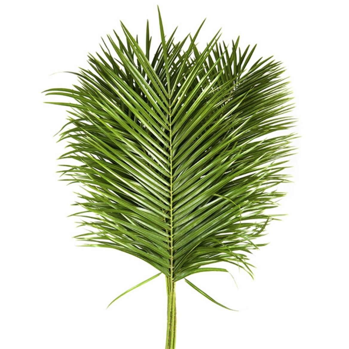 Phoenix Roebeleni Per Bunch 80cm