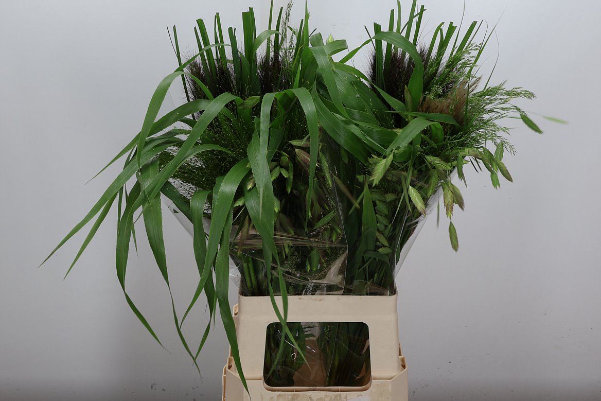Lisianthus Meg Li Campagn 70cm