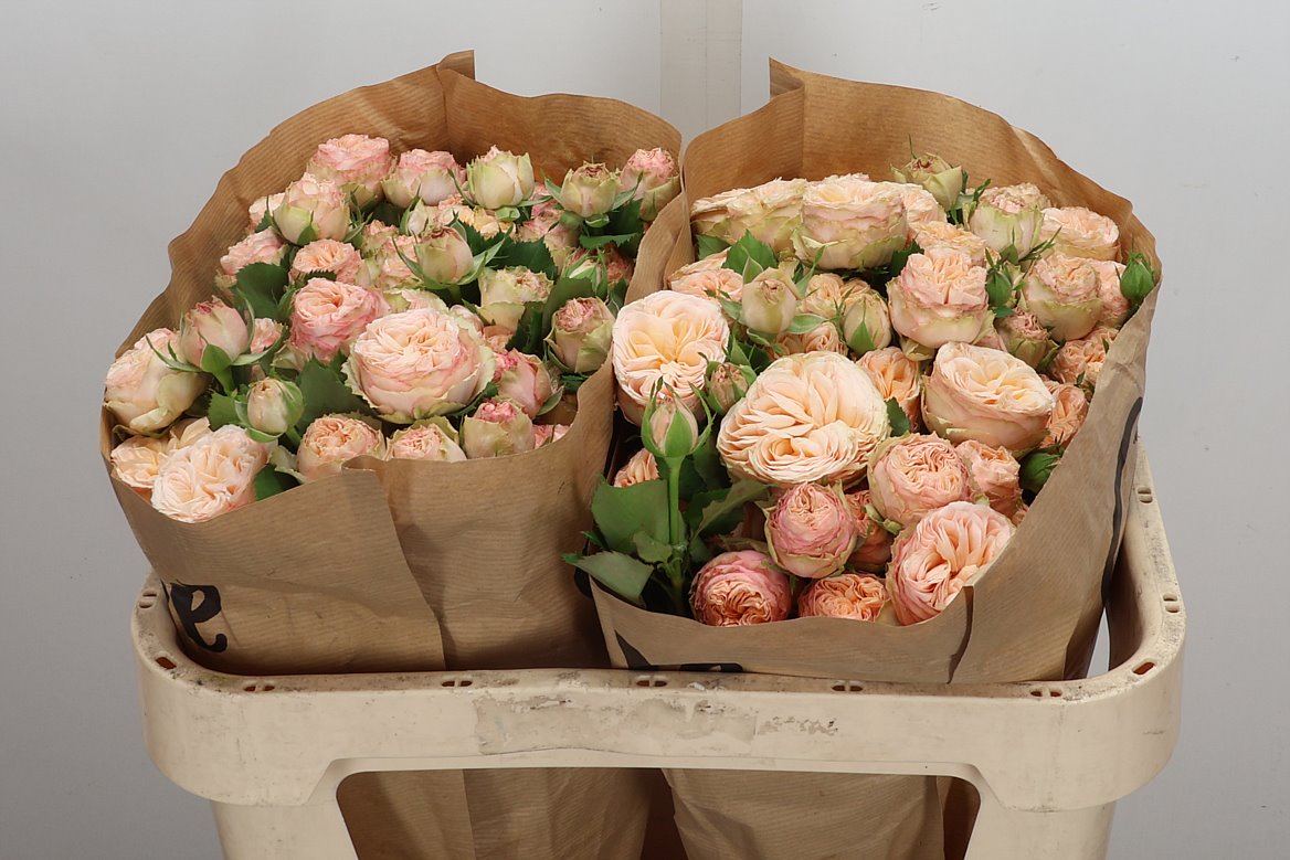 Rosa Spray Gentle Trendsetter 70cm 5+