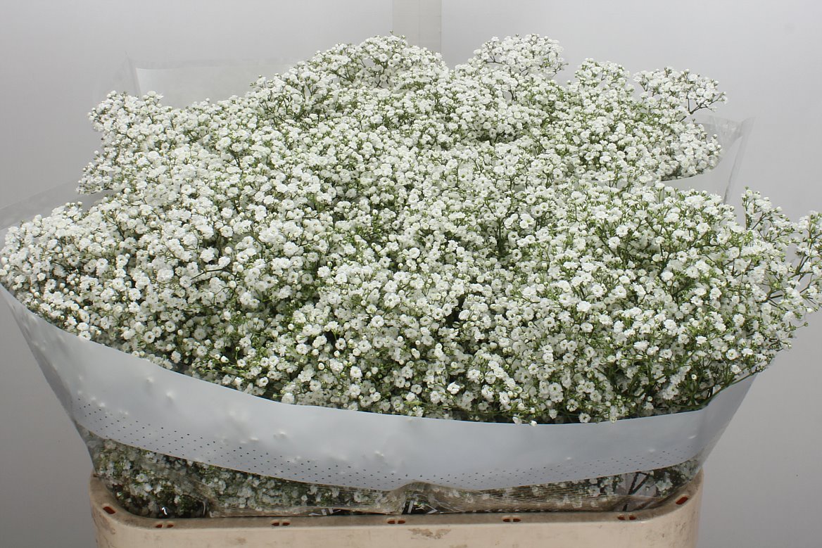 Gypsophila Paniculata Million Stars 75cm 30gr.