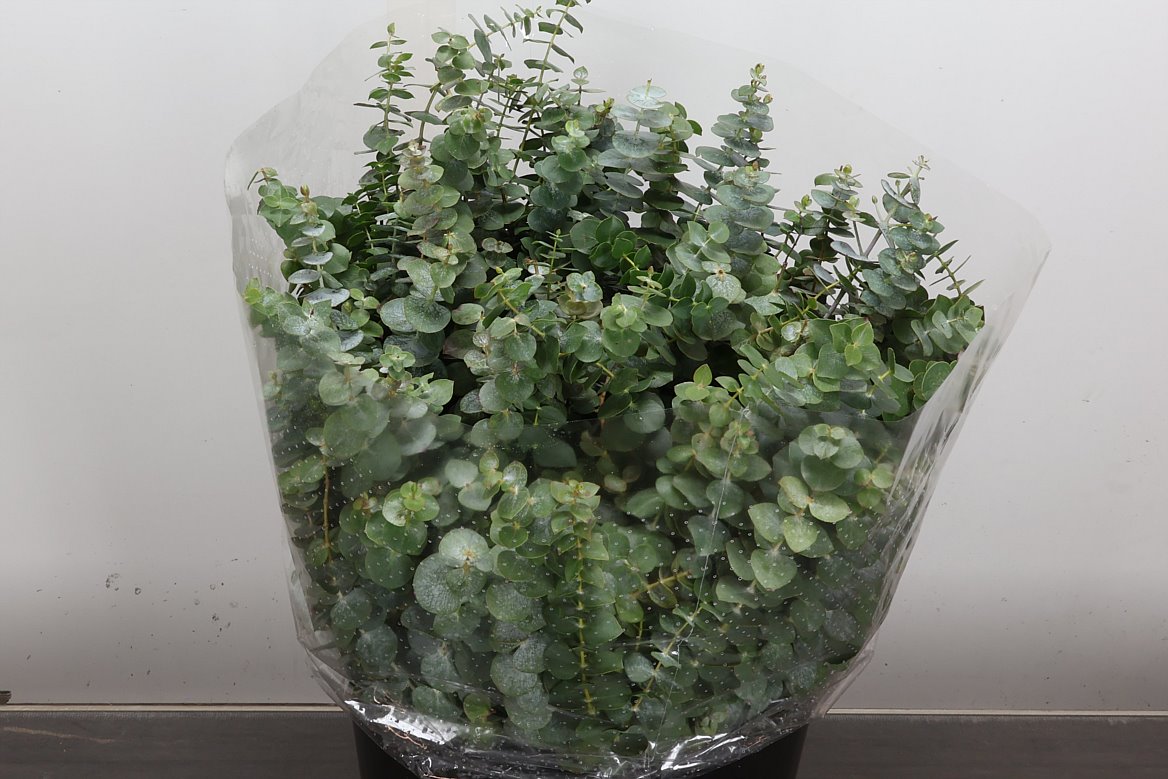 Eucalyptus Bnch Baby Blue 50cm 400gram