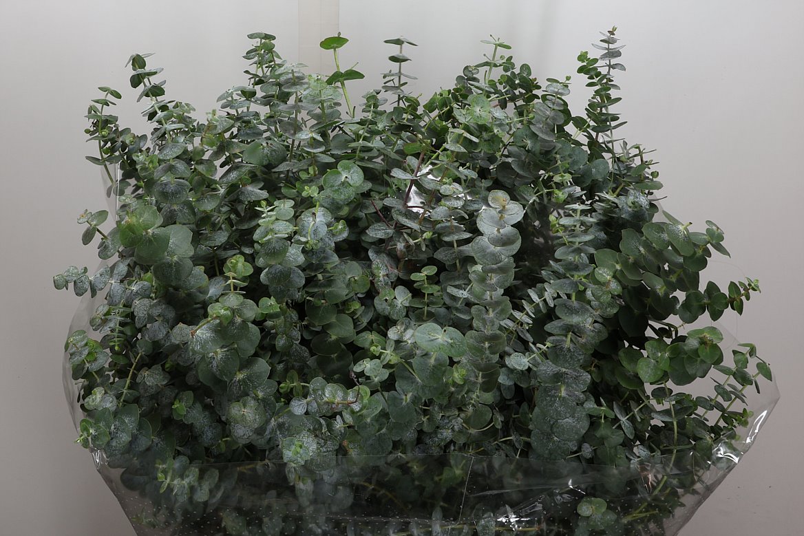 Eucalyptus Bnch Baby Blue 70cm 400gram