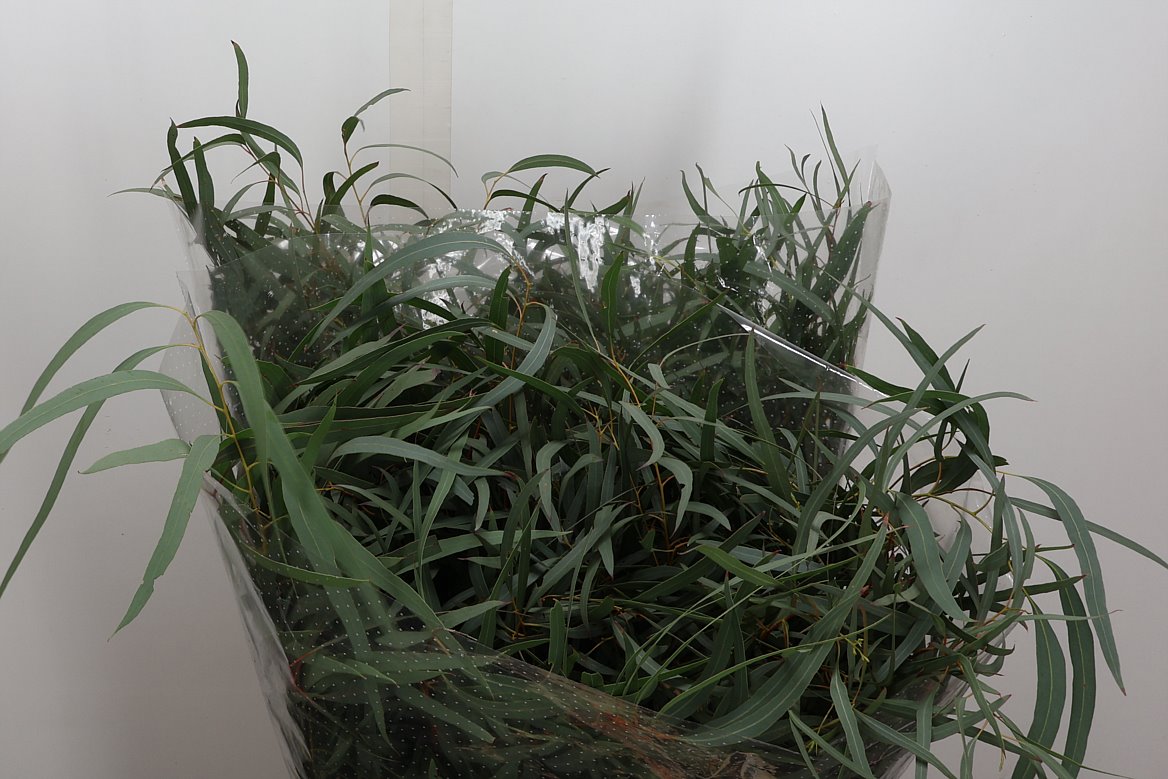 Eucalyptus Nicholii Per Bunch 70cm 300gr.