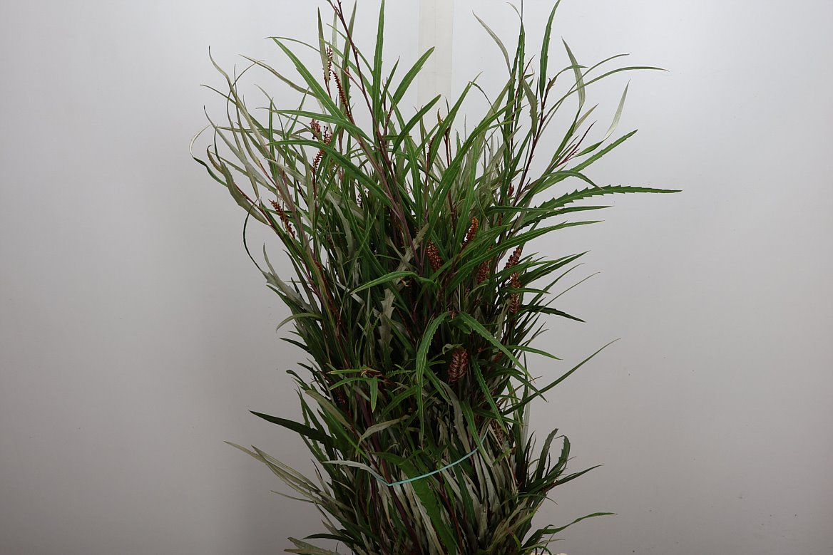 Grevillea Spiderman Per Bunch 70cm