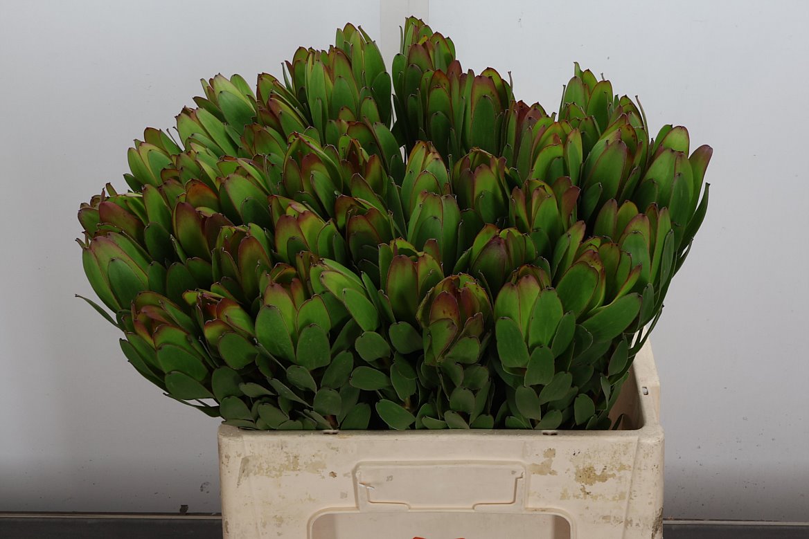 Leucadendron Safari Goldstrike 50cm