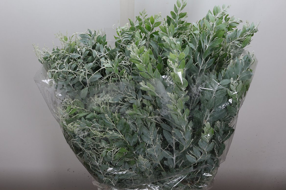 Acacia Baileyana Per Bunch 55cm 200gr.