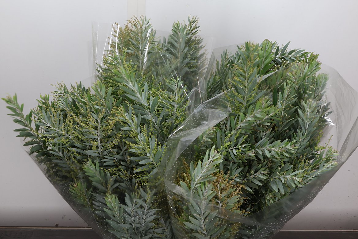 Acacia Baileyana Per Bunch 55cm 200gr.