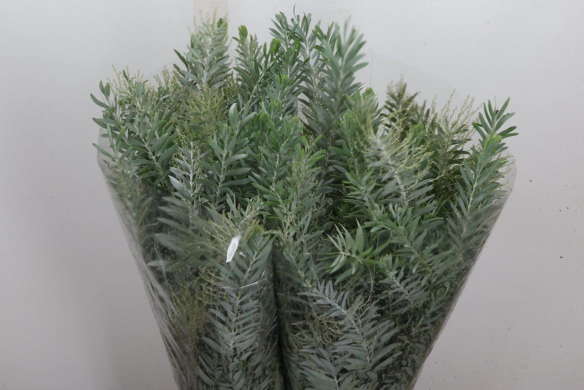 Acacia Baileyana Per Bunch 60cm 200gr.