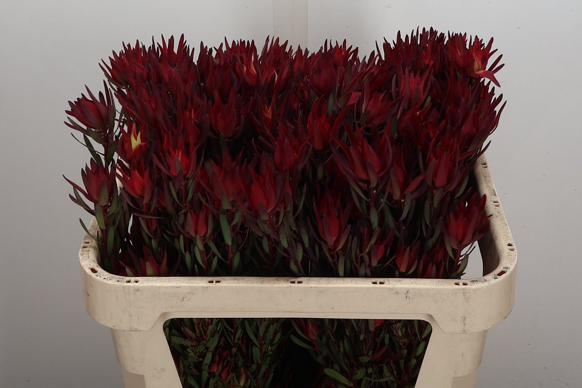 Leucadendron Salignum Blush 70cm