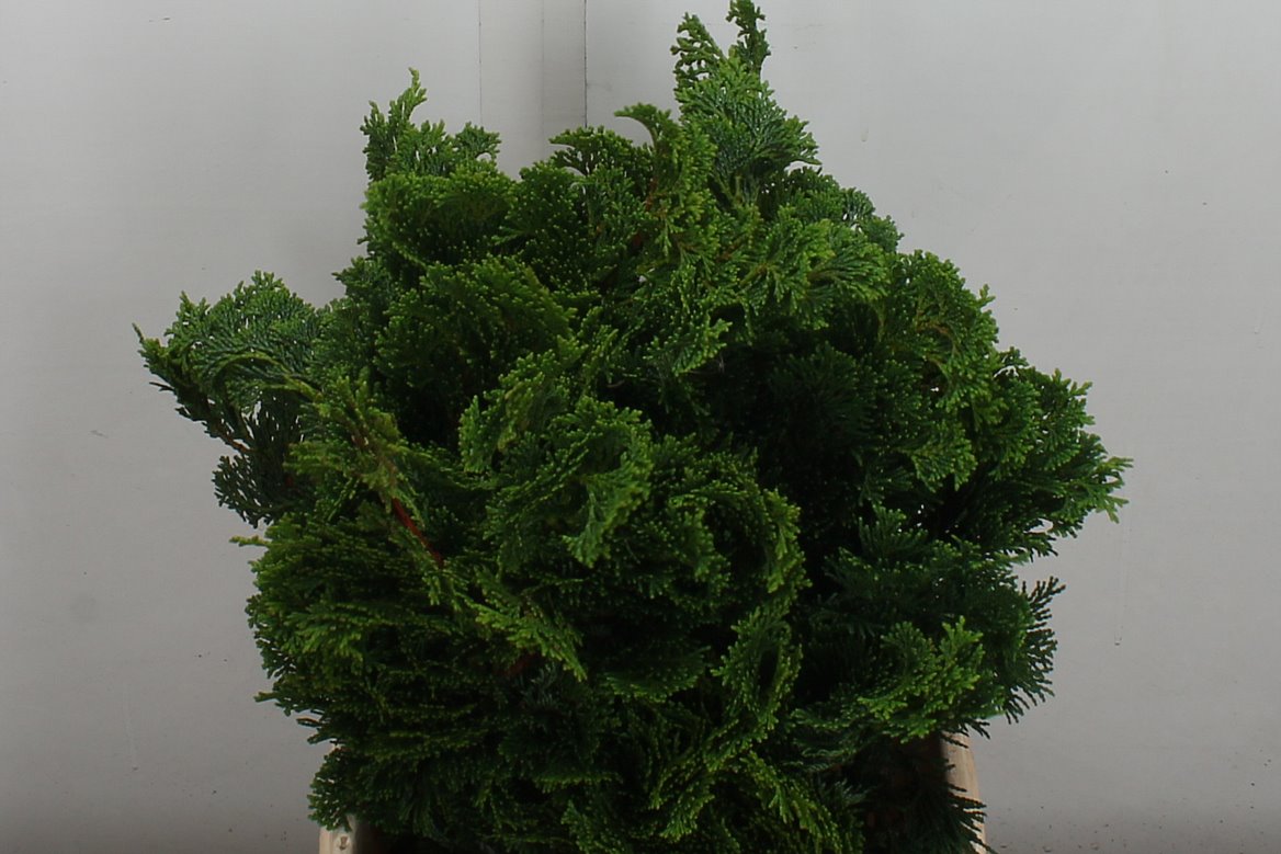Chamaecyparis Obtusa Nana Gracilis Per Bunch 40cm