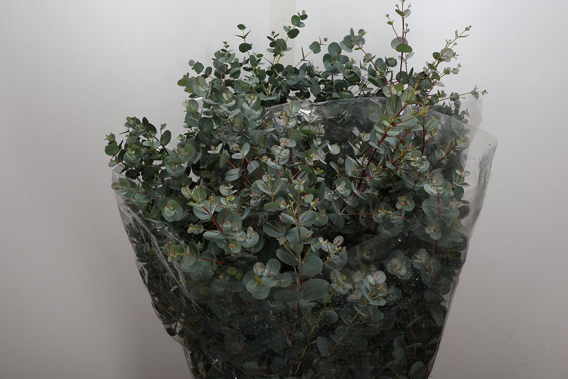 Eucalyptus Gunnii Per Bunch 70cm 300gr.