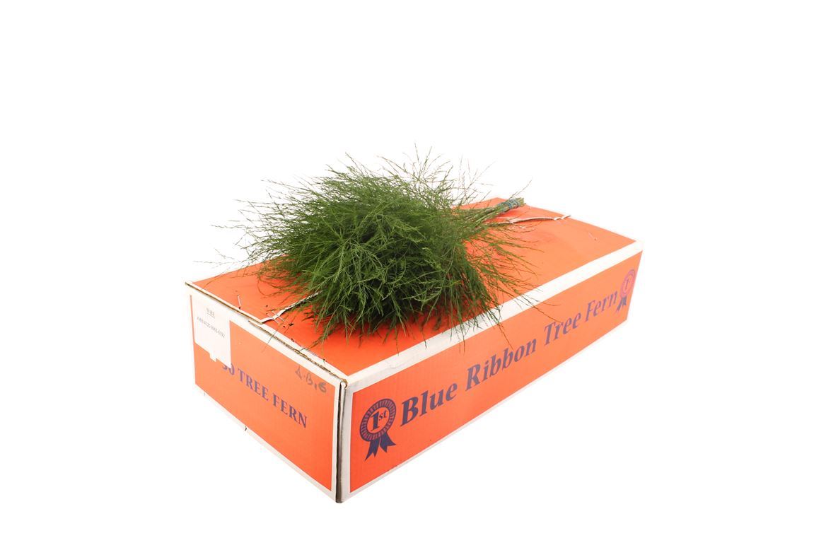 Asparagus Virgatus Bnch 60cm