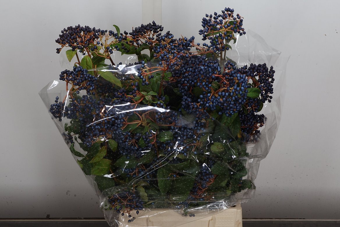 Viburnum Berry Bnch 60cm