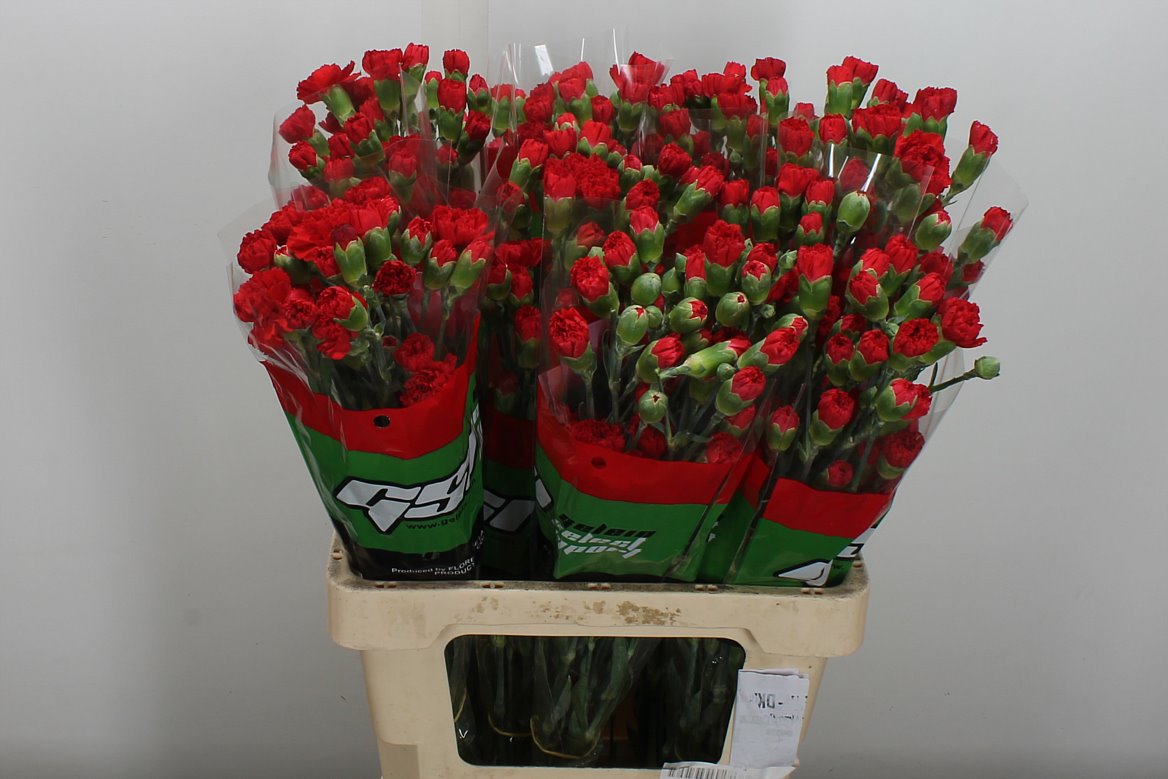 Dianthus Spray Rony 60cm