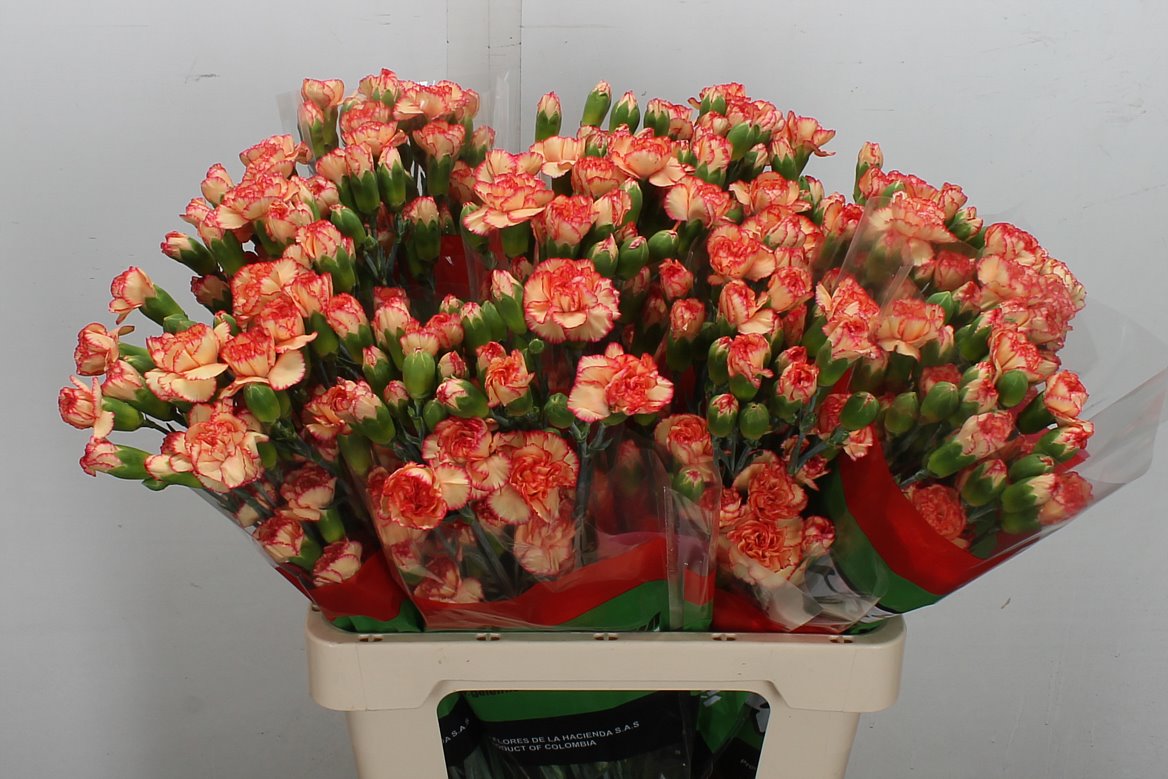 Dianthus Spray Fiorella 60cm