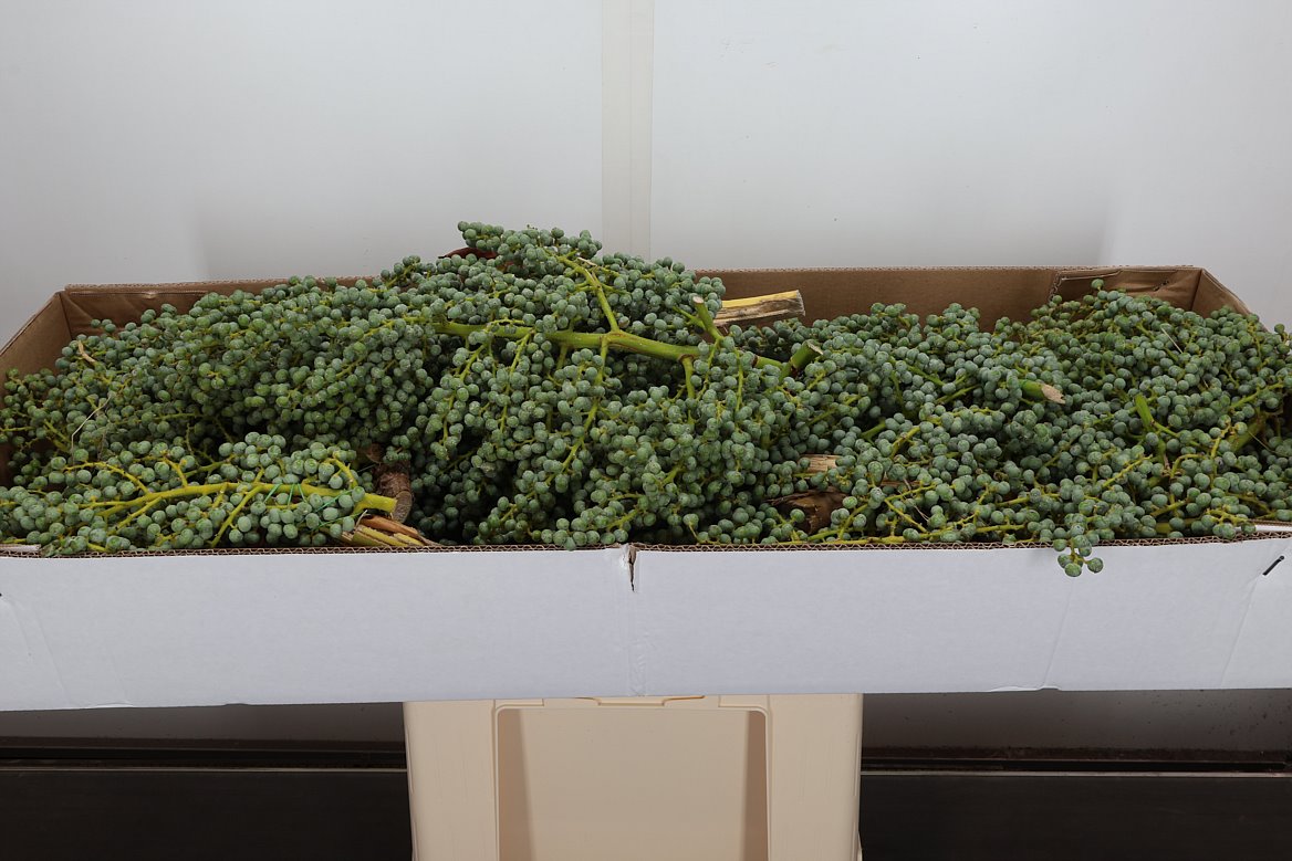 Dates Per Kilo 25cm