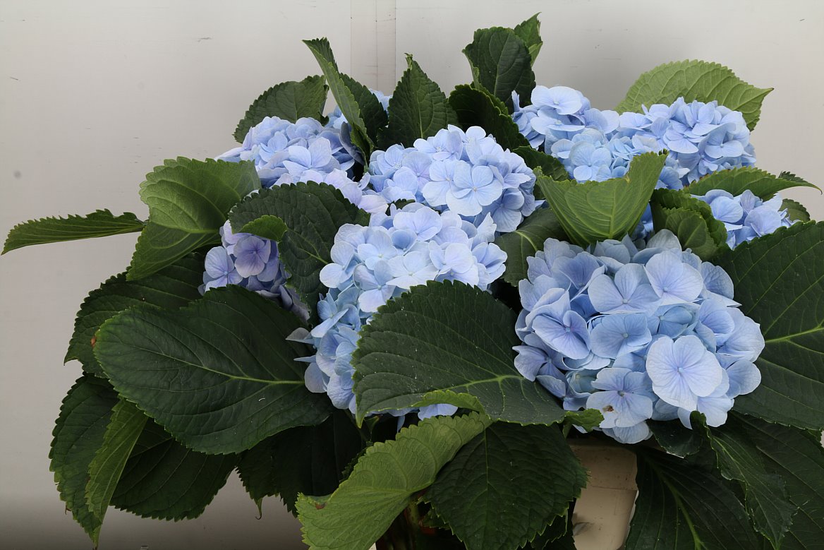 Hydrangea Verena Blue 60cm 15-17cm Hd