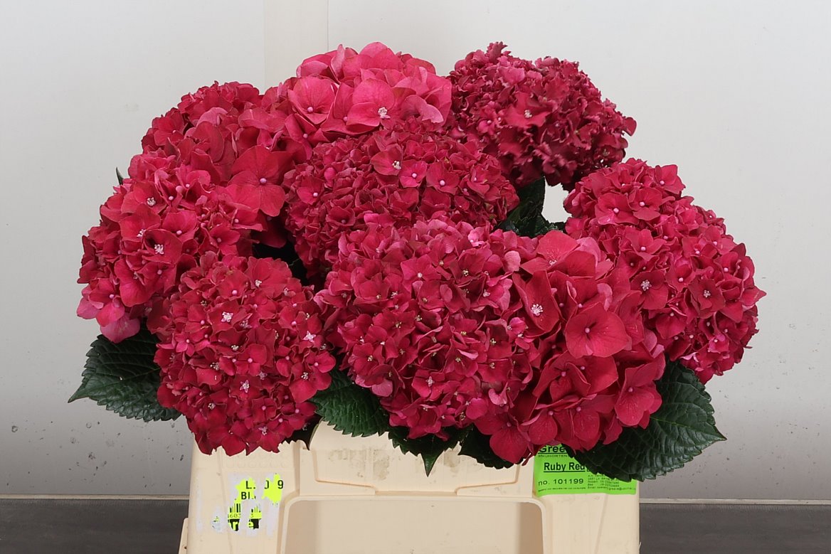 Hydrangea Rubyred 40cm 11-13cm Hd