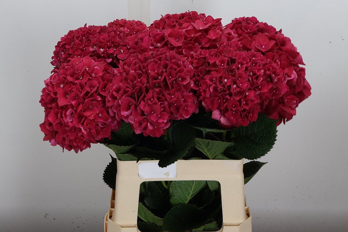 Hydrangea Rubyred 60cm 14-16cm Hd