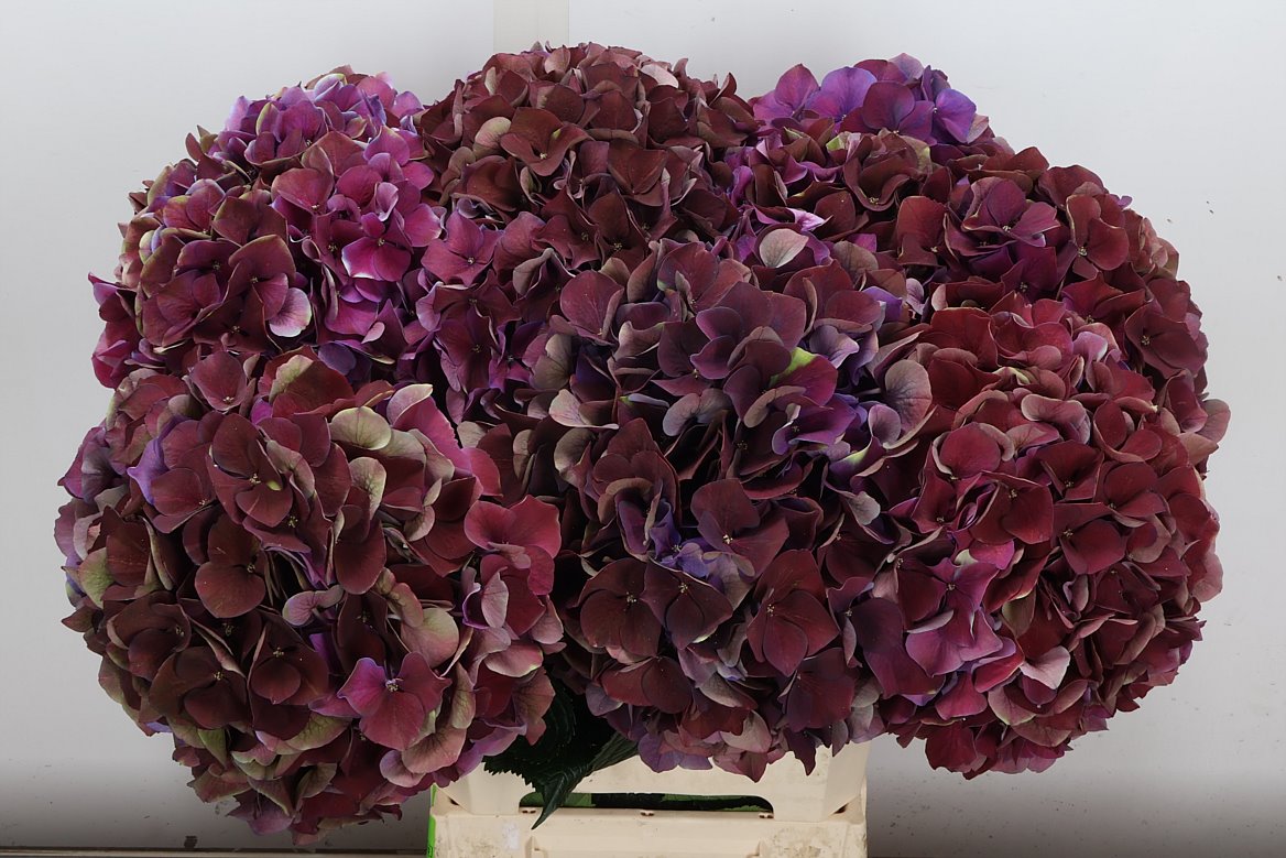 Hydrangea Ruby Glow Classic 60cm 17-19cm Hd