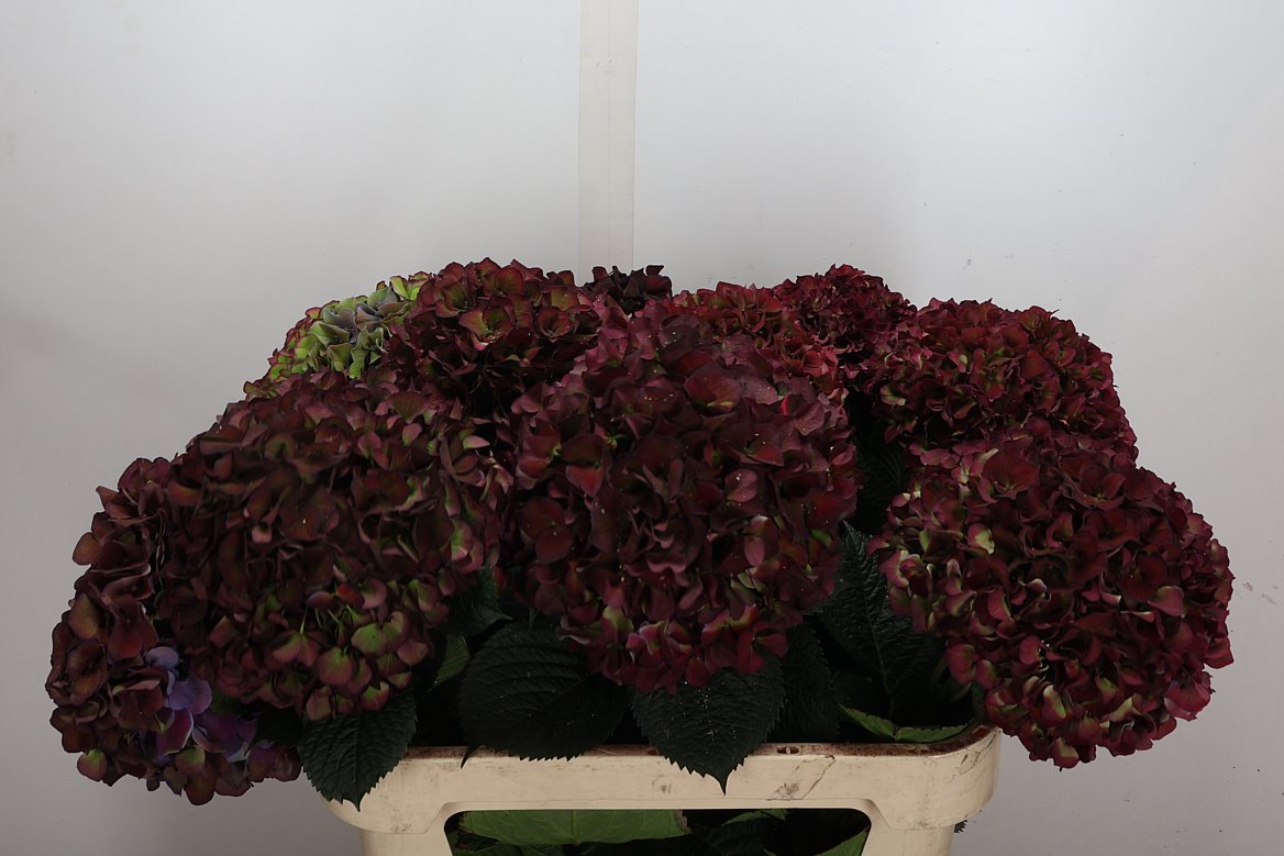 Hydrangea Ruby Glow Classic 80cm 21-23cm Hd