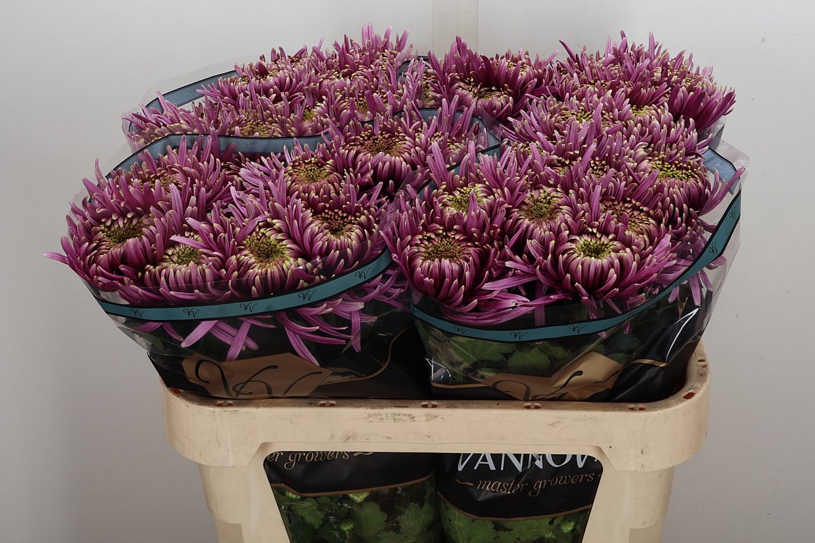 Chrysanth Single Balthazar Intense 75cm 80gr.