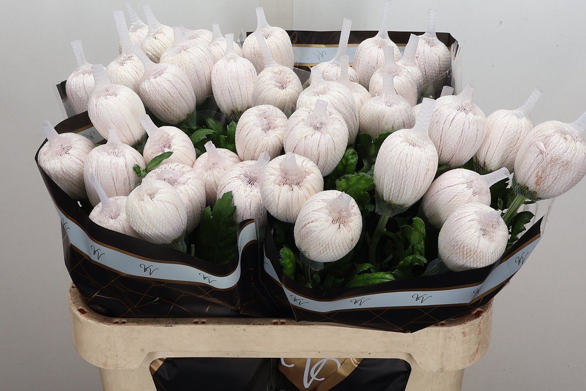 Chrysanth Single Honeymoon 70cm 105gr.
