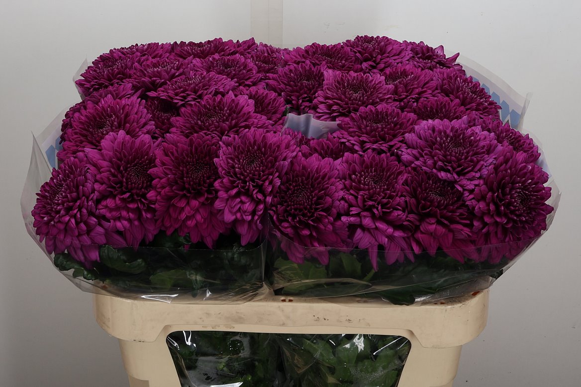 Chrysanth Single Lamira 70cm 85gr.