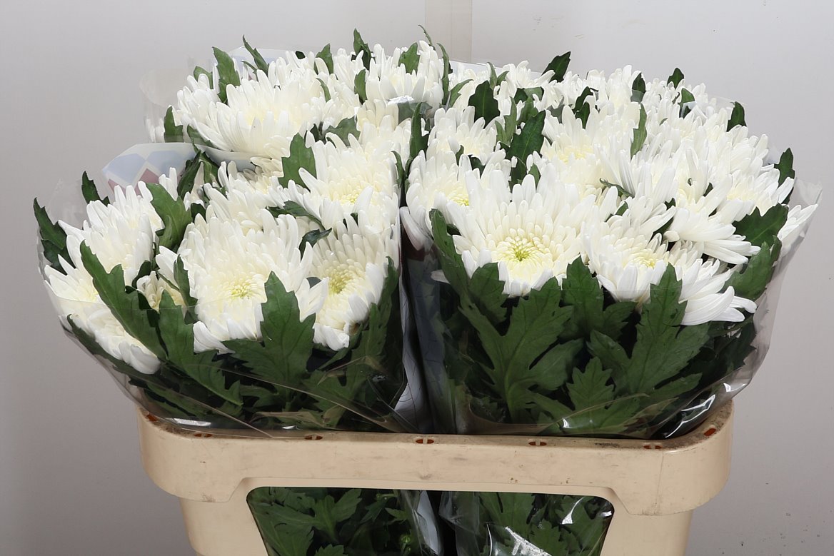 Chrysanth Single Topspin 70cm 85gr.