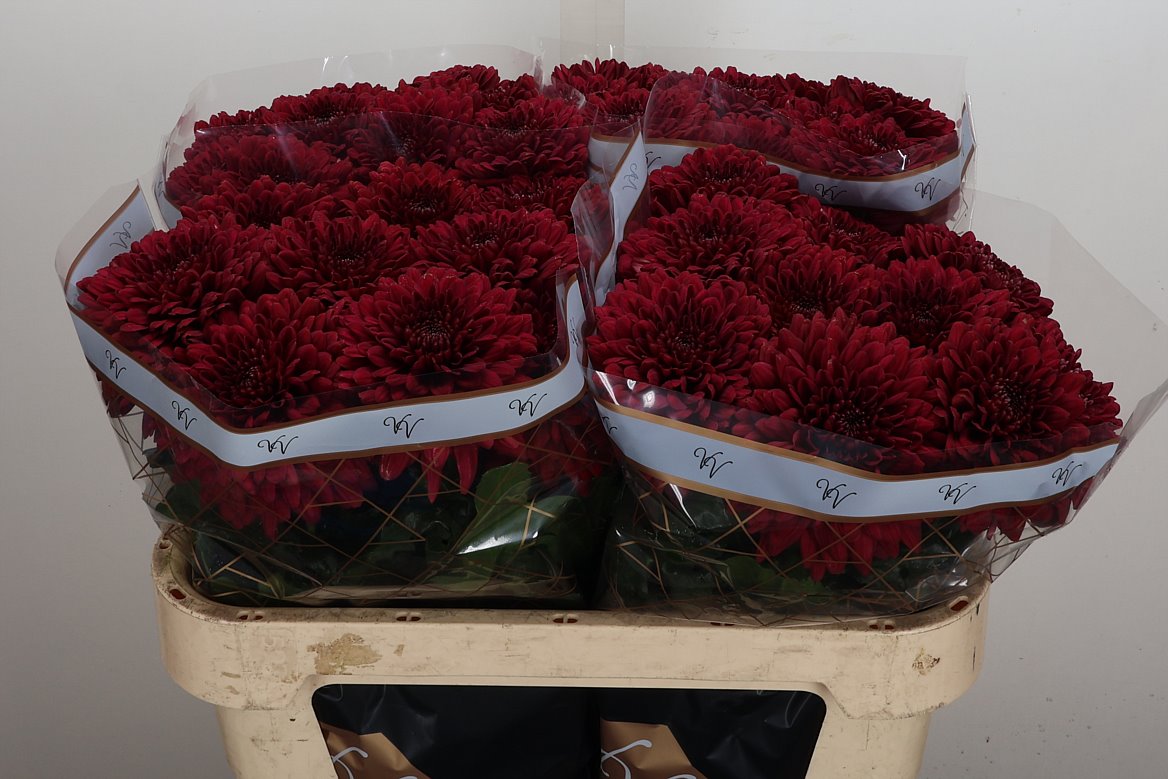 Chrysanth Single Lamira Red 70cm 80gr.