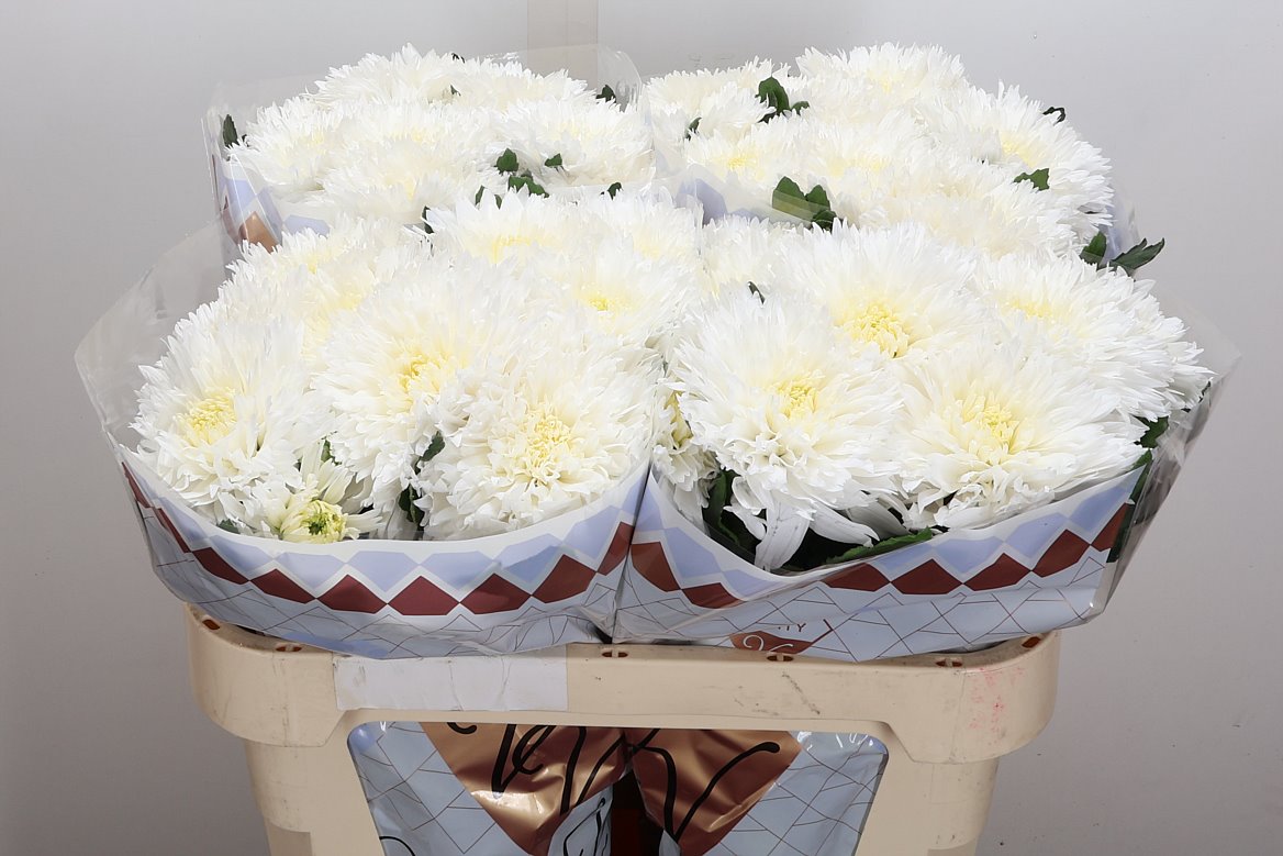 Chrysanth Single Undercover 70cm 75gr.