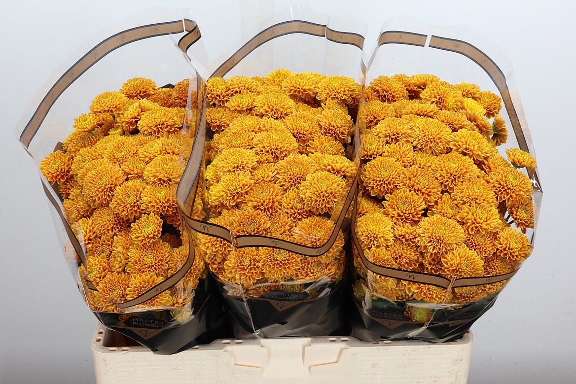 Chrysanth Santini Ellison Orange 55cm 44gr.