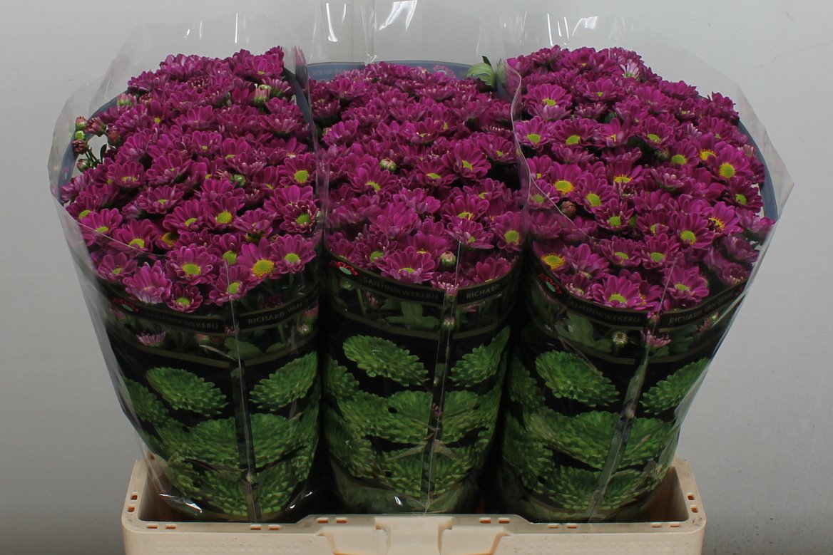 Chrysanth Santini Rossi Splendid 55cm 44gr.
